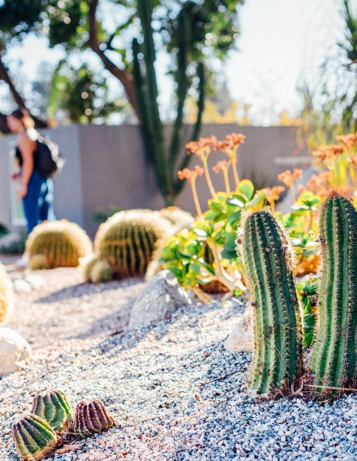 Cactus & 校园自然植物